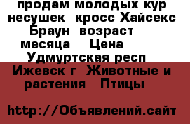 продам молодых кур-несушек “кросс Хайсекс Браун“,возраст 4,5 месяца, › Цена ­ 230 - Удмуртская респ., Ижевск г. Животные и растения » Птицы   